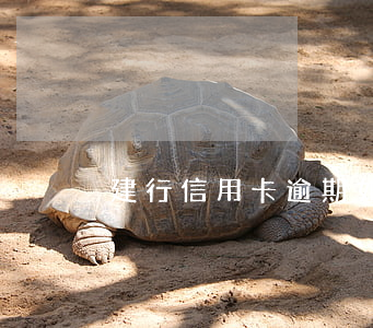 建行信用卡逾期：如何還款最劃算？
